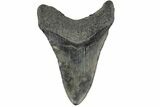 Fossil Megalodon Tooth - South Carolina #168178-1